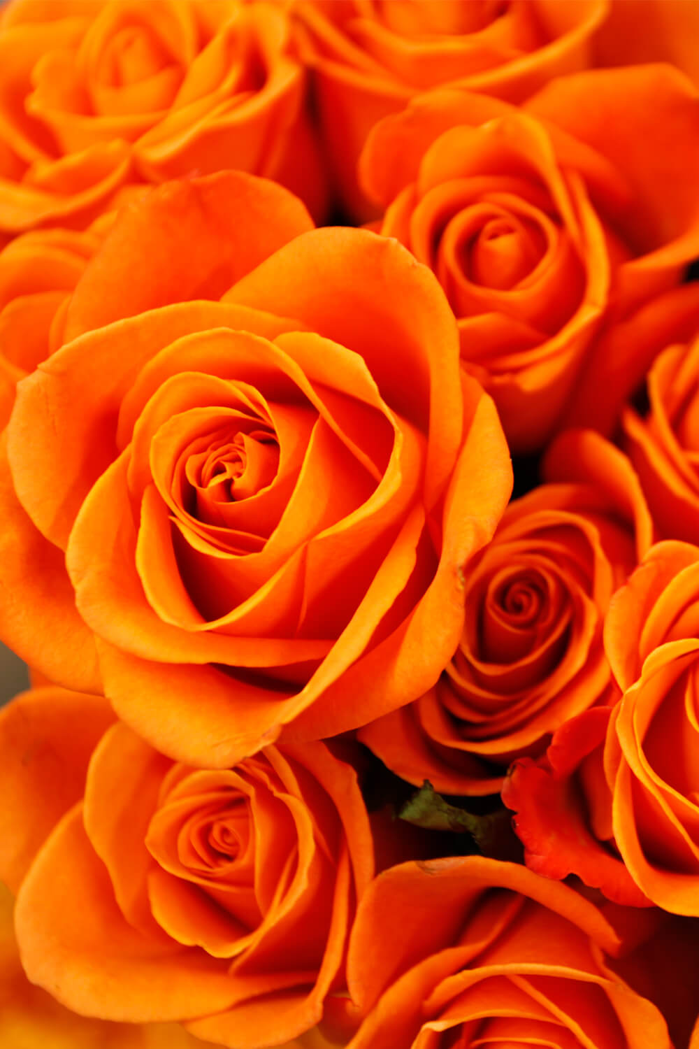 Rosen in leuchtendem Orange