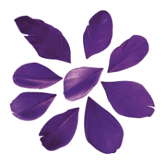 Deko Federn, violett, ca. 6 cm, 36 St.